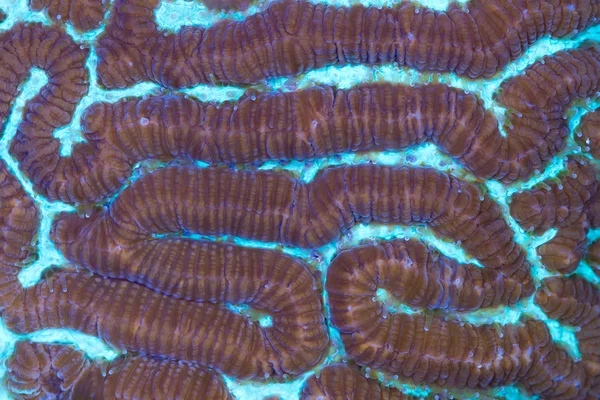 Macro Platygera coral — Fotografia de Stock