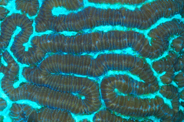 Platygera coral macro — Stock Photo, Image