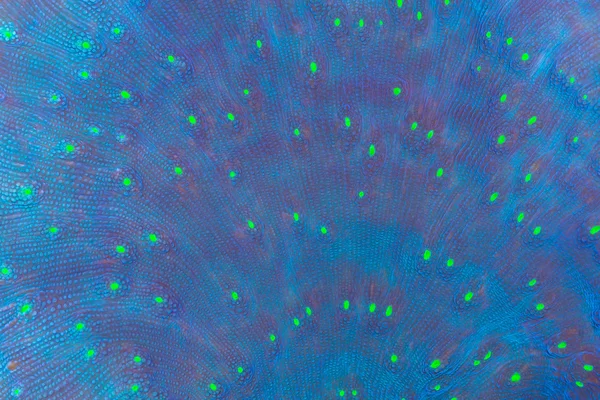 This is a blue chalice coral with neon green eyes. — Stock Photo, Image