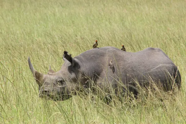 Rhino — Stock Photo, Image