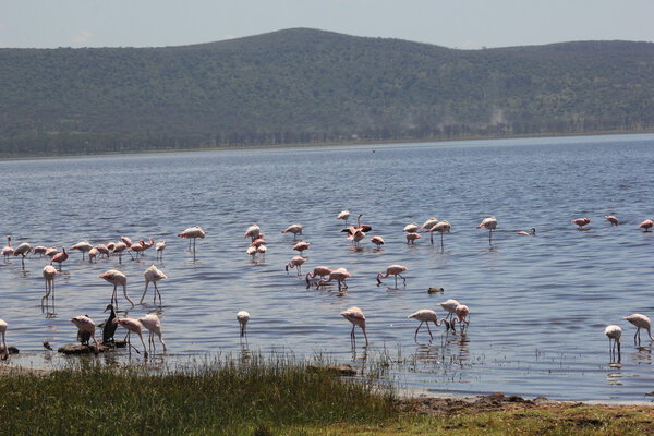 pink flamingos