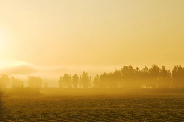 Misty Yellow Morning — Stock Photo, Image