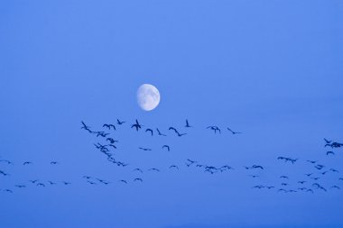 aya uçan kuş siluet