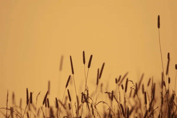 Cropfield at sabah — Stok fotoğraf