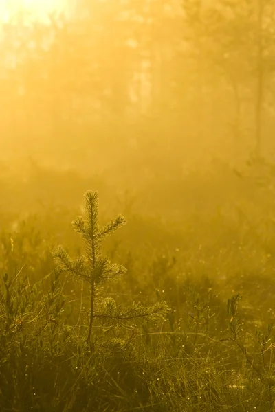 Nebelgelber Morgen im Sumpf — Stockfoto