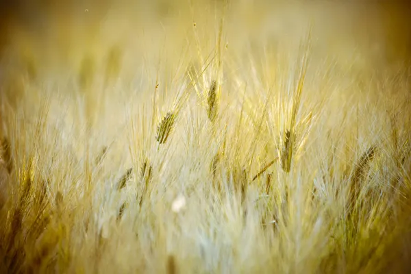 Tło cropfield — Zdjęcie stockowe