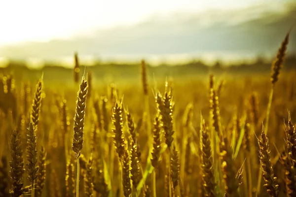 Fondo del campo de cultivo —  Fotos de Stock