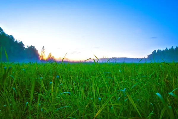 Meadow and closeup of grass — Stock Photo, Image