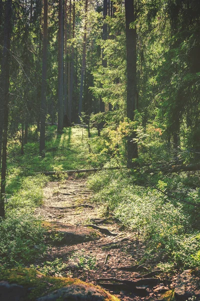 Wanderweg — Stockfoto