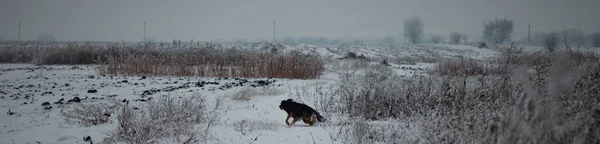 Perro Aterrador Nieve — Foto de Stock