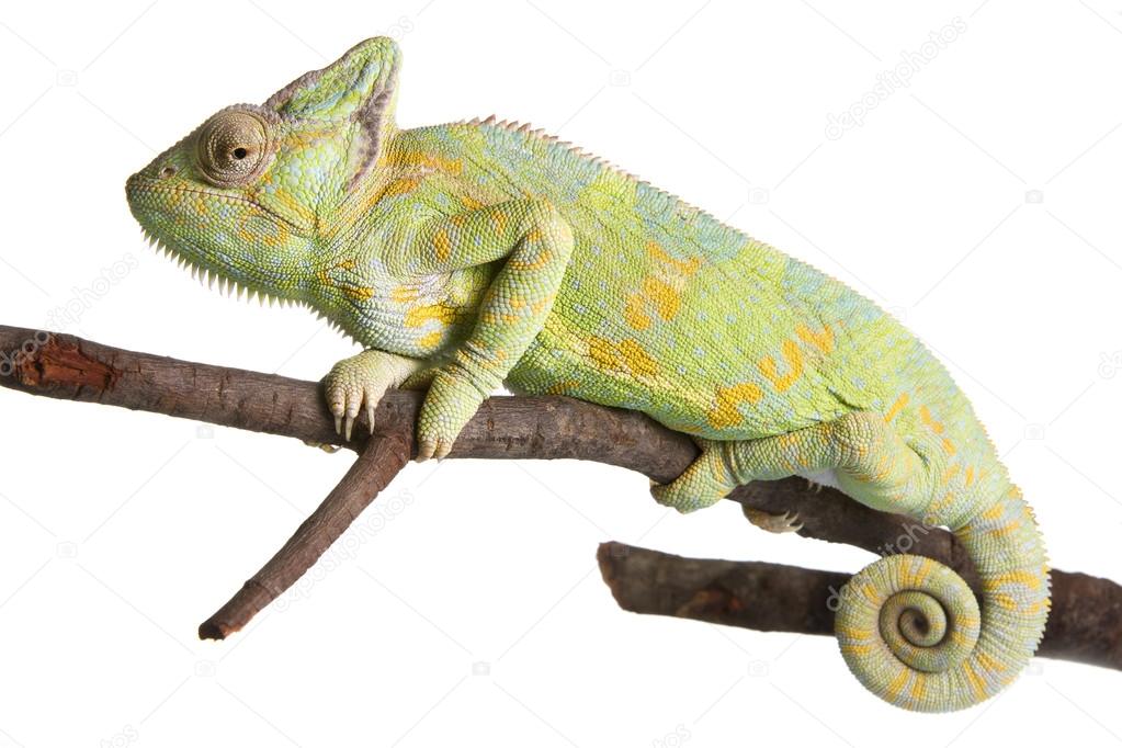 Yemen Chameleon or Veiled Chameleon (Chamaeleo Calyptratus) isolated on white