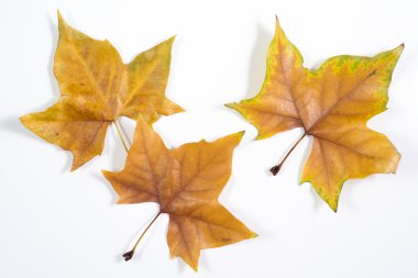 Beyaz üzerine izole edilmiş yapraklar