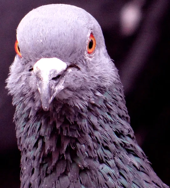 O pombo irritado — Fotografia de Stock