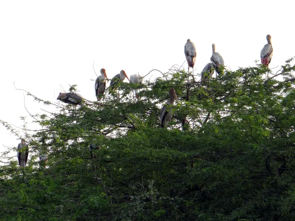 The Cranes flock