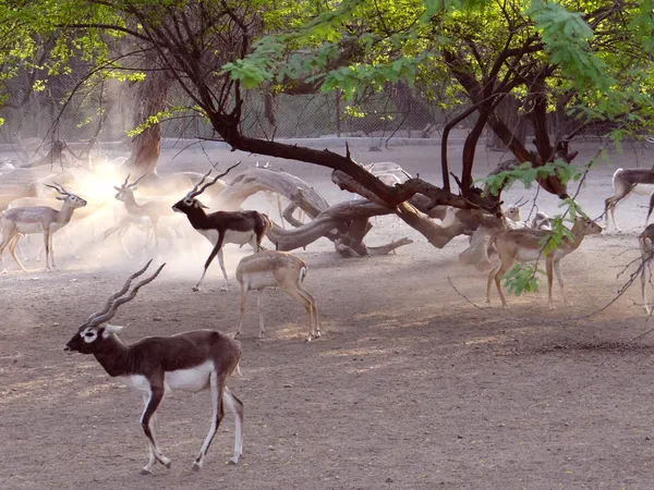 Deer herd — Stock Photo, Image