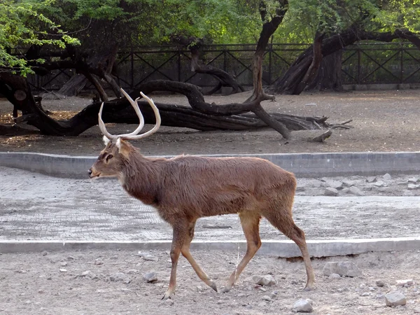 The Stag — Stock Photo, Image