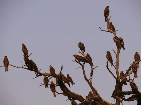 Um grupo de abutres — Fotografia de Stock