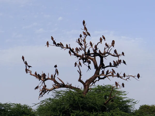 A group of vultures — Stock Photo, Image