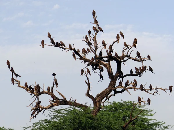 A group of vultures — Stock Photo, Image