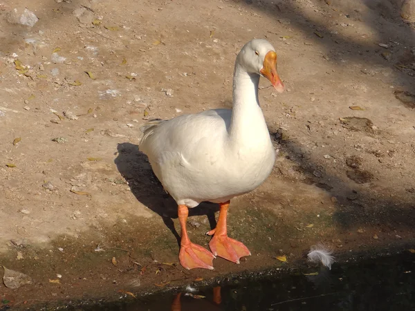 Eine Ente lauert auf ihre Beute Stockfoto