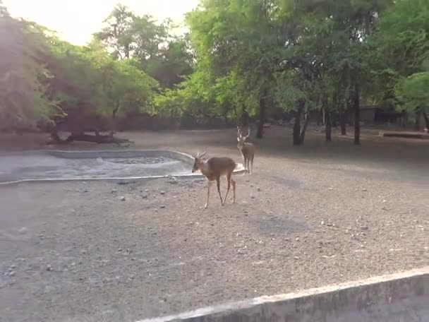 Un couple de cerfs 
