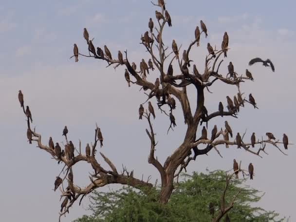 Um rastro de abutres — Vídeo de Stock