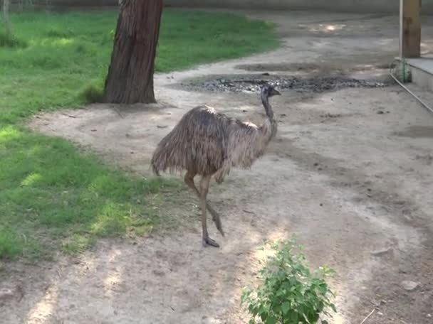 Uma avestruz fêmea — Vídeo de Stock