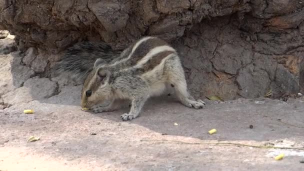 Smart Eichhörnchen 1 — Stockvideo