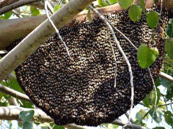 Natürliche Bienenstöcke lizenzfreie Stockfotos