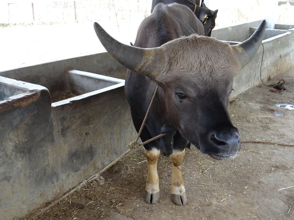Mitún, criado como animal de carne entre los pueblos tribales del noreste de India1 —  Fotos de Stock