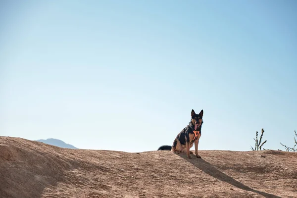 Adopted dog resembling German shepherd is sitting on mountain ground with blue sky in background. Concept of animal protection