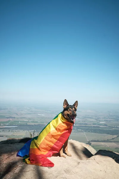 Portrait of young dog wearing rainbow flag on mountain top. Pride Month