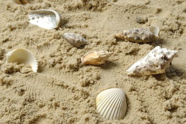 Kumsalda deniz kabukları