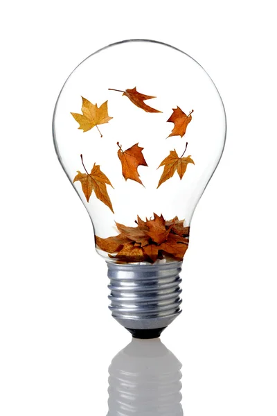 Bulb and falling autumn leaves — Stock Photo, Image