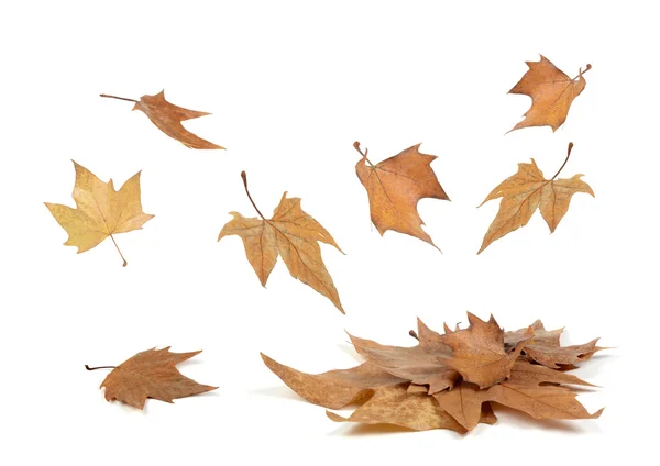 Herfst bladeren die vallen Rechtenvrije Stockfoto's