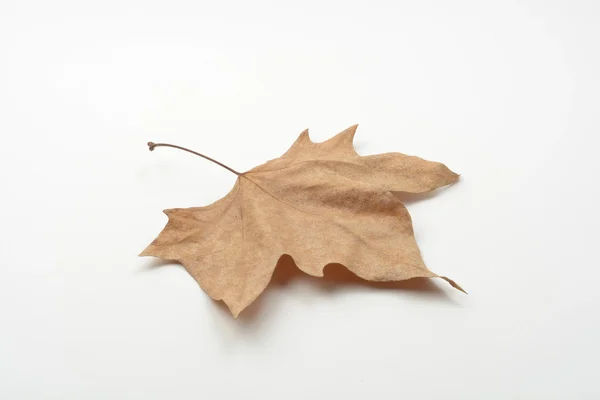 Dry leaf — Stock Photo, Image