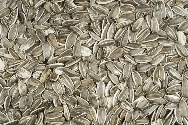 Nasiona słonecznika surowe — Zdjęcie stockowe