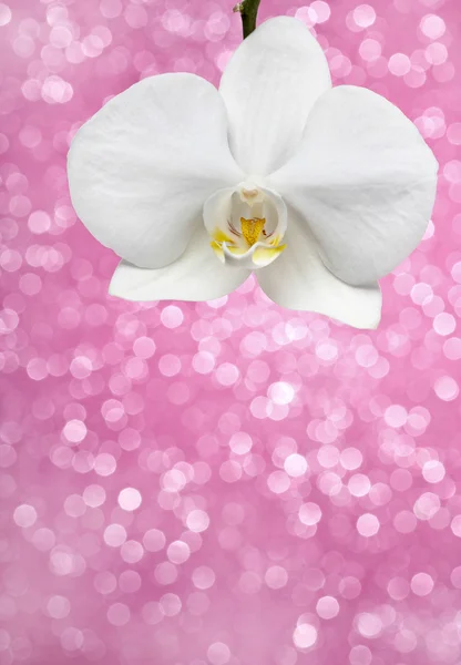 Witte orchidee — Stockfoto