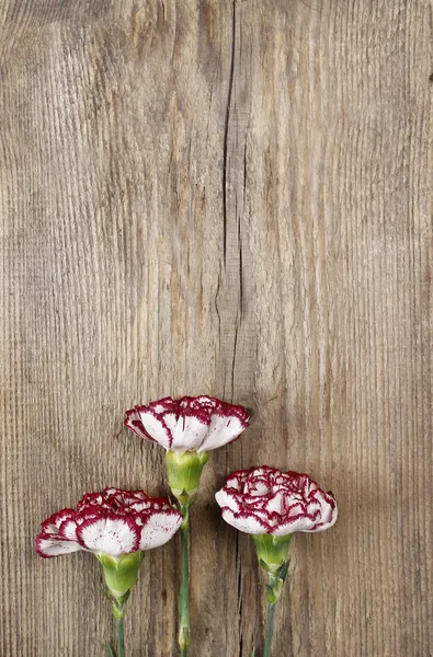 Fiori di garofano freschi su sfondo di legno — Foto Stock