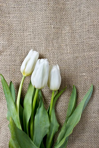 White tulips on hessian — Stock Photo, Image