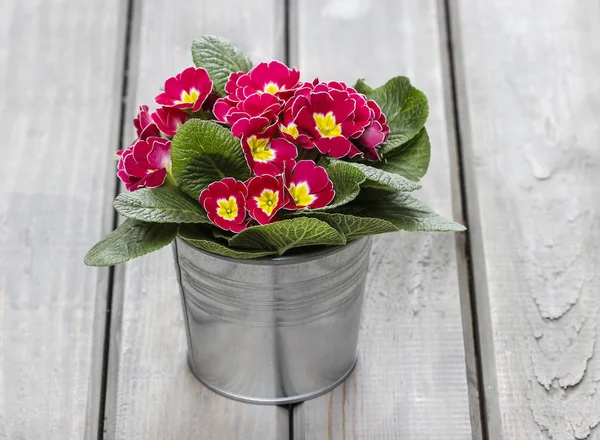 Red primula flowers in silver bucket on wooden table