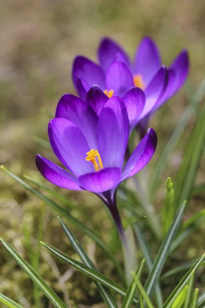 Blühende violette Krokusse auf grünem Gras. Selektiver Fokus. — Stockfoto