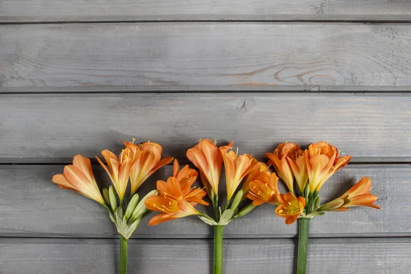 Clivia πορτοκαλί λουλούδι σε ξύλινα φόντο. αντίγραφο χώρου. — Φωτογραφία Αρχείου