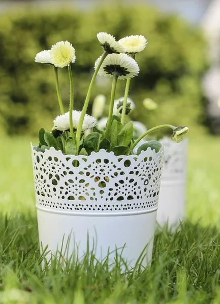 Fresh spring decorations for the First Communion, or First Holy — Stock Photo, Image