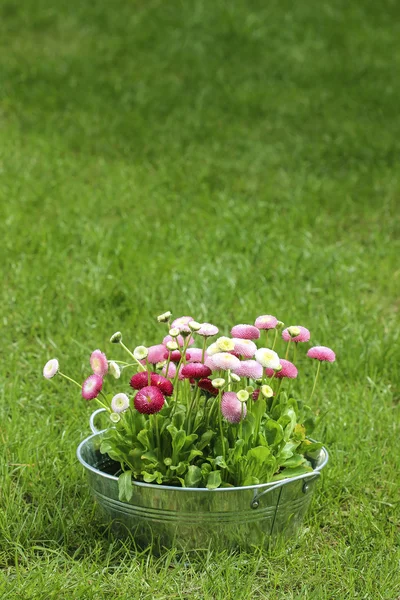 大银水桶雏菊粉色、 红色和白色雏菊花 — 图库照片