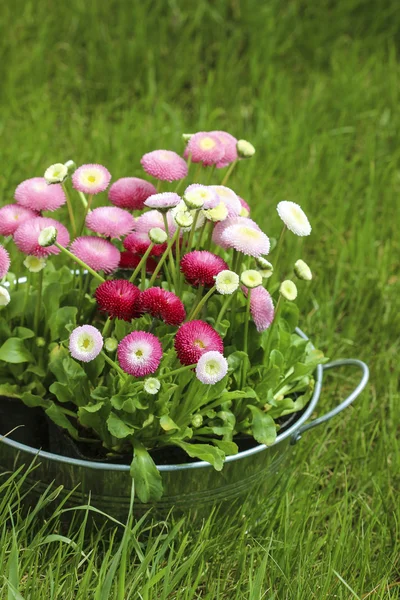 Stora silver hink full med daisy rosa, röda och vita daisy blomma — Stockfoto