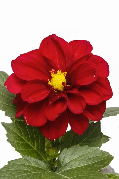 Fiore di dalia rosso isolato su sfondo bianco — Foto Stock