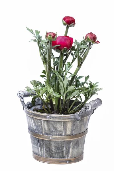 Fleurs de renoncule persan (ranunculus) isolées sur fond blanc — Photo