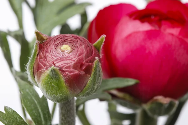 Fleurs de renoncule persan (ranunculus) isolées sur fond blanc — Photo