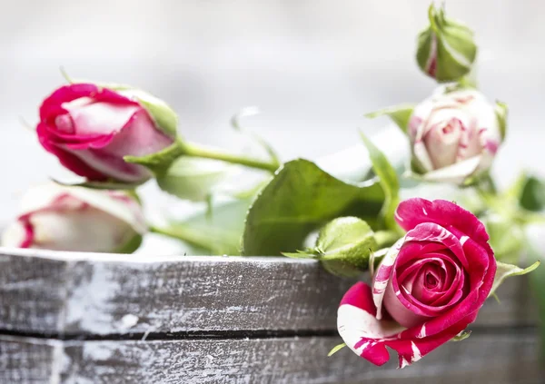 Rosas rosa românticas na bandeja de madeira cinza — Fotografia de Stock
